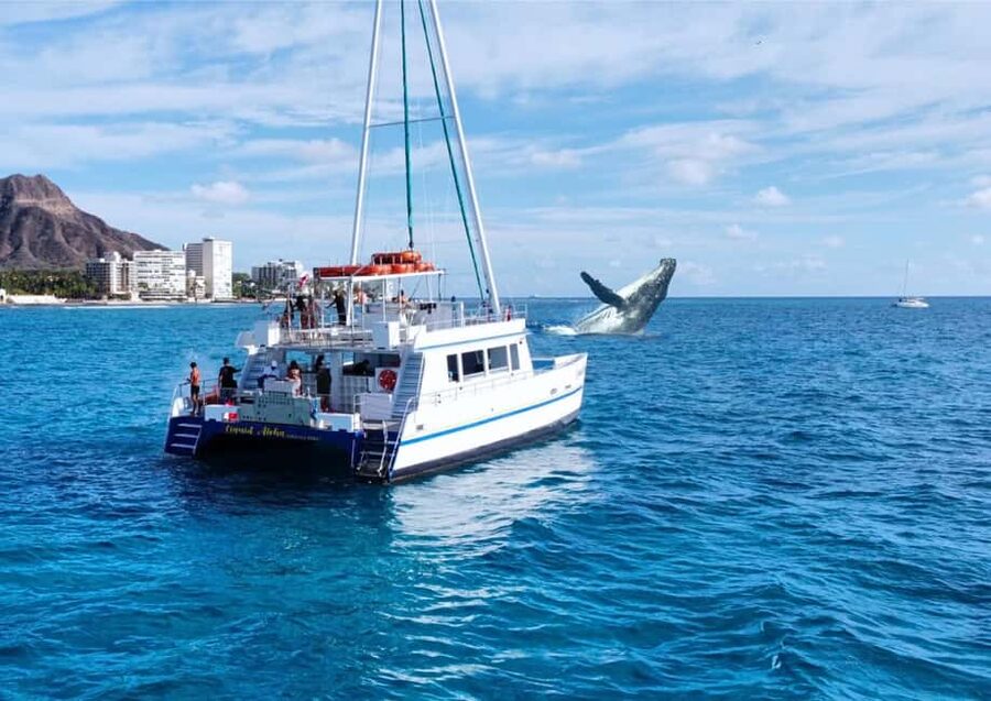 Oahu: Waikiki Whale Watching Cruise - A glass-bottom boat with a useful twist