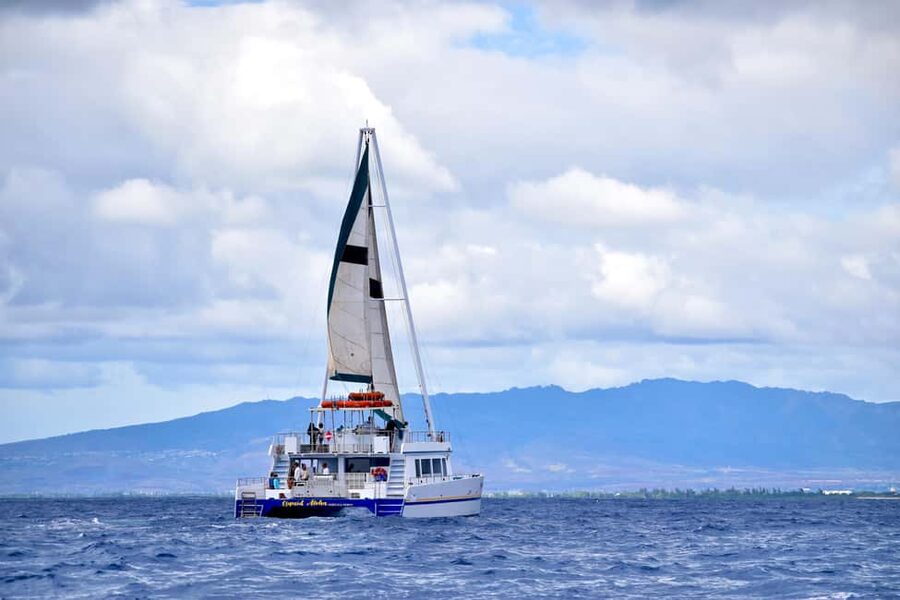 Oahu: Waikiki Whale Watching Cruise - What two hours on board feels like