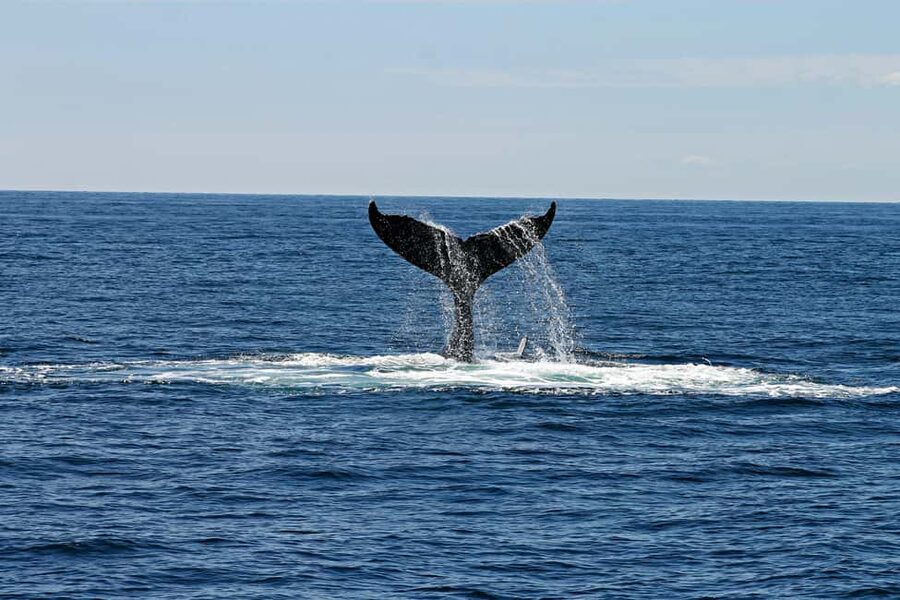 Oahu: Waikiki Whale Watching Cruise - Booking and check-in tips that matter