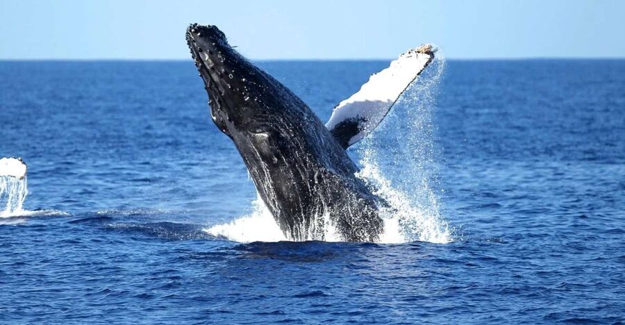 Oahu: Waikiki Whale Watching Cruise - From Slip F06 to Waikiki’s whale grounds
