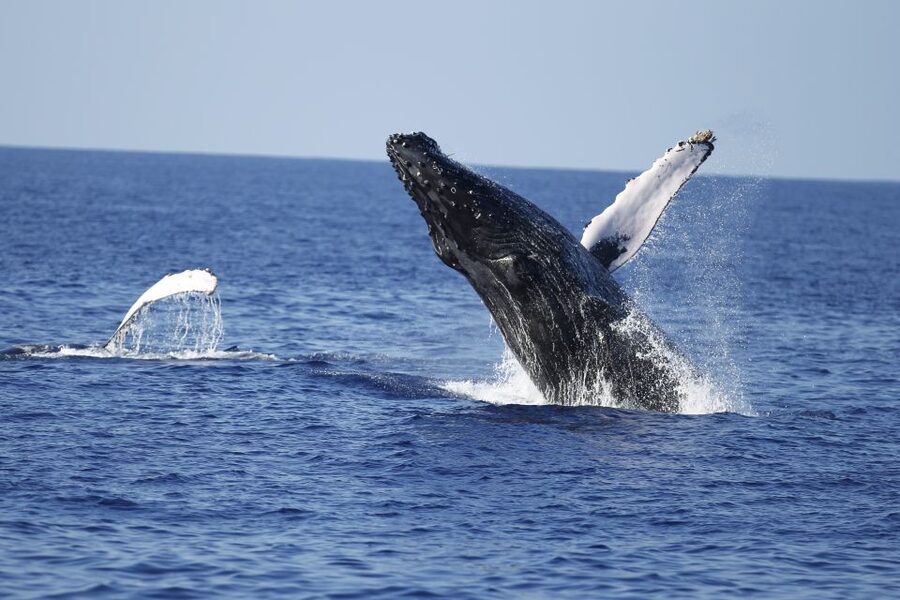 Oahu: Waikiki Whale Watching Tour-Donut and Coffee Included - Key points at a glance