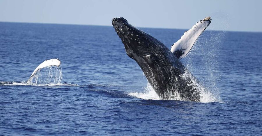 Oahu: Waikiki Whale Watching Tour-Donut and Coffee Included - A whale watch with more than binoculars