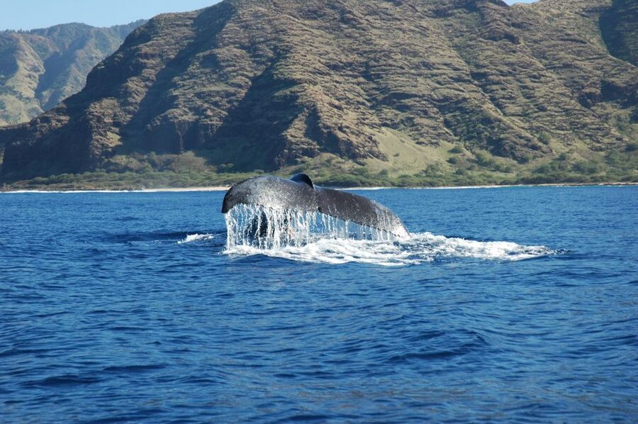 Oahu: Waikiki Whale Watching Tour-Donut and Coffee Included - The E Ho Mai ceremony sets the tone