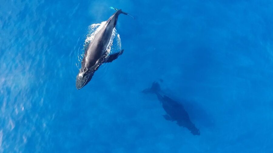 Oahu: Waikiki Whale Watching Tour-Donut and Coffee Included - Starting at Kewalo Basin Harbor