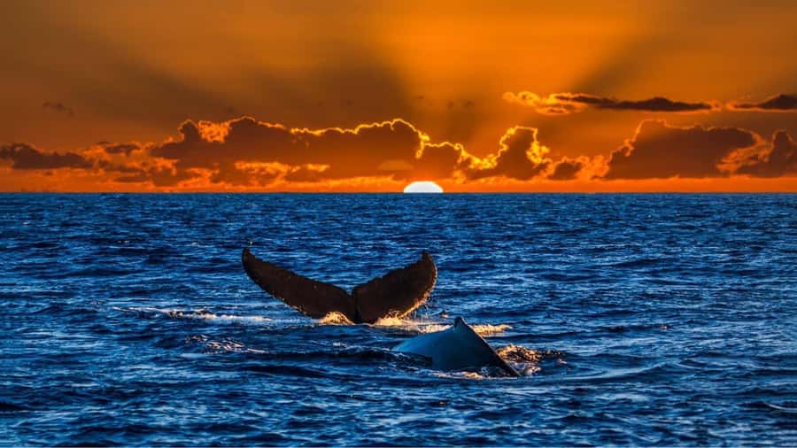 Oahu: Whale Watching Cruise Whales Guaranteed - A sunset whale cruise with Waikiki in the background