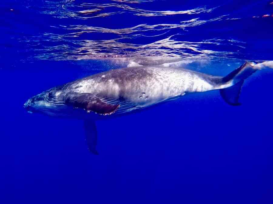 Oahu: Whale Watching Cruise Whales Guaranteed - Why January through April is the right season