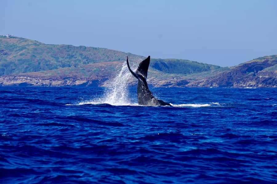 Oahu: Whale Watching Cruise Whales Guaranteed - What happens during the 90 minutes