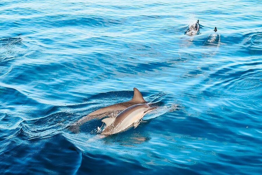 Oahu: Wild Dolphins Swim Turtle Snorkel Tour & Waterslide - West Oahu’s wild-dolphin morning