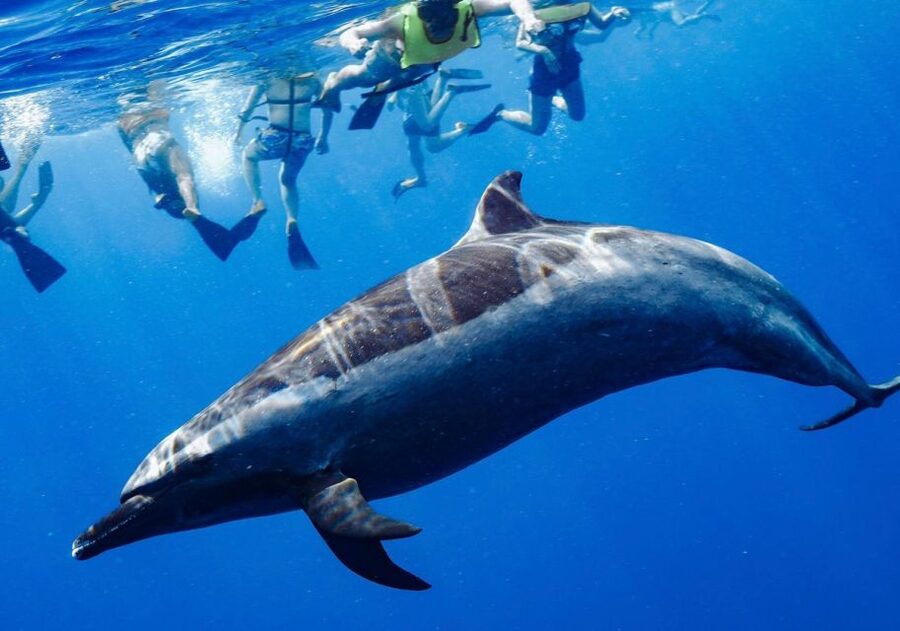 Oahu: Wild Dolphins Swim Turtle Snorkel Tour & Waterslide - Should you book the Iruka Hawaii Dolphin tour?