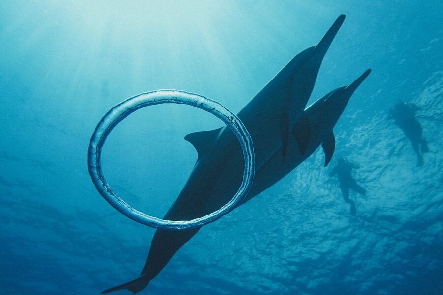 Oahu: Wild Dolphins Swim Turtle Snorkel Tour & Waterslide - Lunch, hot drinks, and the details that matter