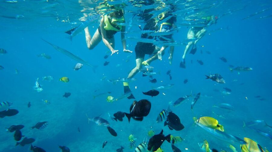 Oahu: Wild Dolphins Swim Turtle Snorkel Tour & Waterslide - Early pickup from Waikiki or Ko Olina