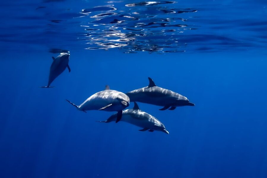 Oahu: Wild Dolphins Swim Turtle Snorkel Tour & Waterslide - What the strong rating tells you