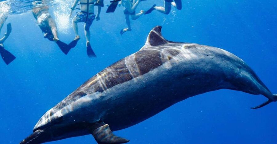 Oahu: Wild Dolphins Swim Turtle Snorkel Tour & Waterslide - Makaha snorkeling with turtles and reef fish