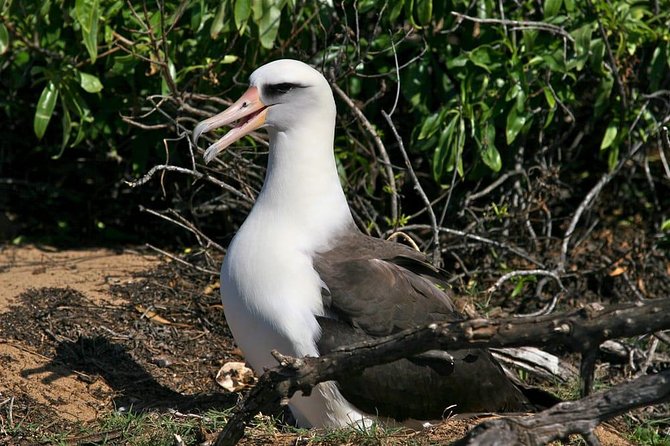 Off-Road Adventure Tour on Oahu's North Shore - Wildlife stops: monk seals, turtles, and birds