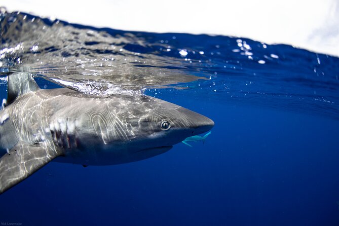 Open Water Shark Dive - Meeting Galapagos sharks off Oahu’s North Shore