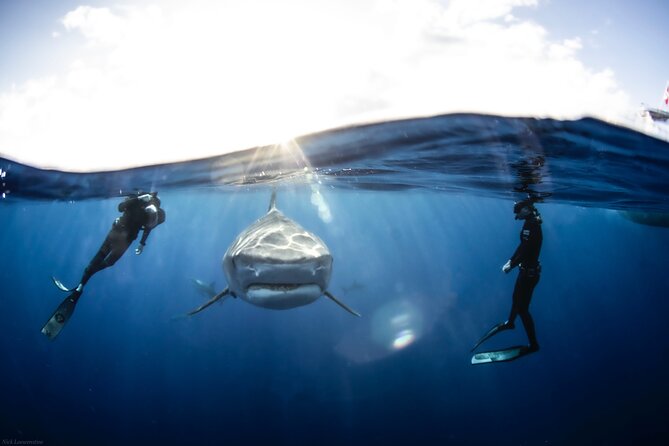 Open Water Shark Dive - The safety diver checks the ocean first