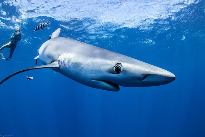 Open Water Shark Dive - About 45 minutes among sharks and other marine life