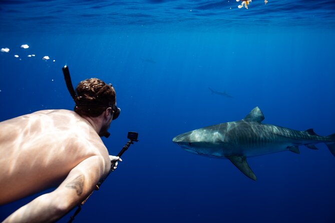 Open Water Shark Dive - Why the six-person limit matters