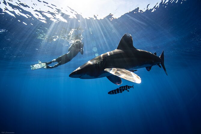 Open Water Shark Dive - What happens before you enter the water