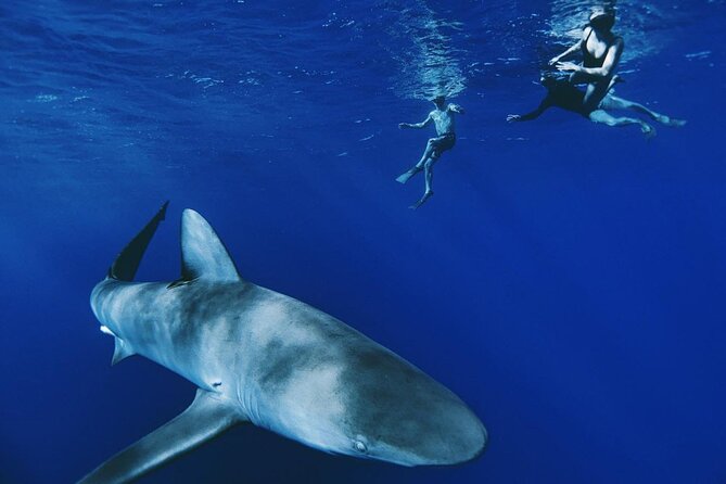 Pelagic Shark Dive Tour - Key points to know before booking