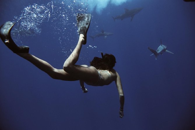 Pelagic Shark Dive Tour - Entering the water with the safety diver