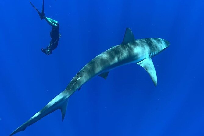 Pelagic Shark Dive Tour - Why the free media changes the experience