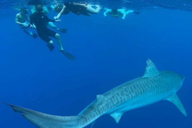 Pelagic Shark Dive Tour - Who should book this shark swim?