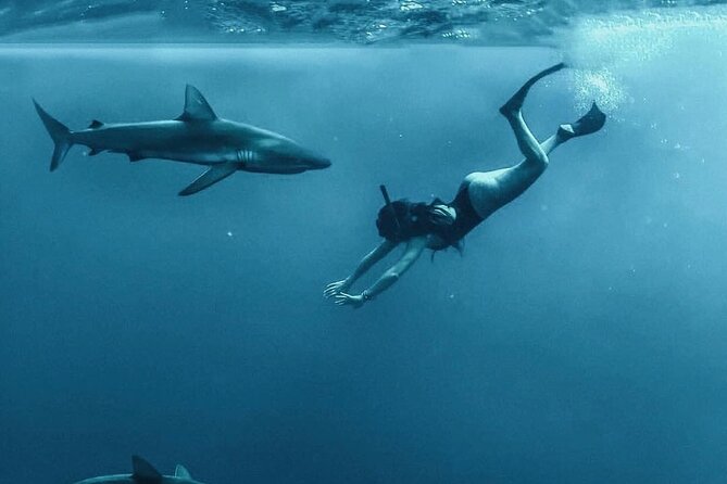 Pelagic Shark Dive Tour - The boat ride to Oahu’s shark waters