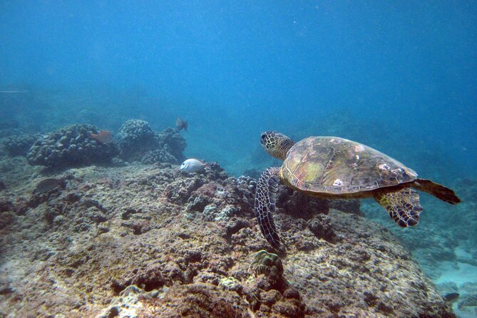 Private 5Hrs Island Tour with 2Hrs Sail and Snorkel with Turtles - Makapu‘U Point and the east coast view