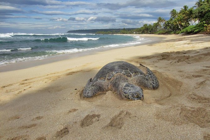 Private Tour of Oahu for 6 to 11 people - up to 8 hours - Downtown Honolulu and the east side