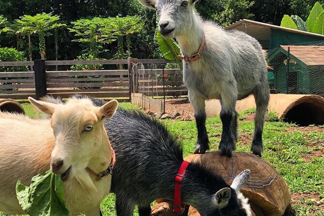 PRIVATE TOUR-Ultimate North Shore Experience - A Full Day Across Oahu’s North Shore