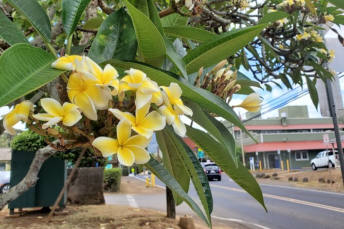 Round Trip North Shore Shuttle from Waikiki to Haleiwa Town / Haleiwa Harbor - Time limits and how to plan your day