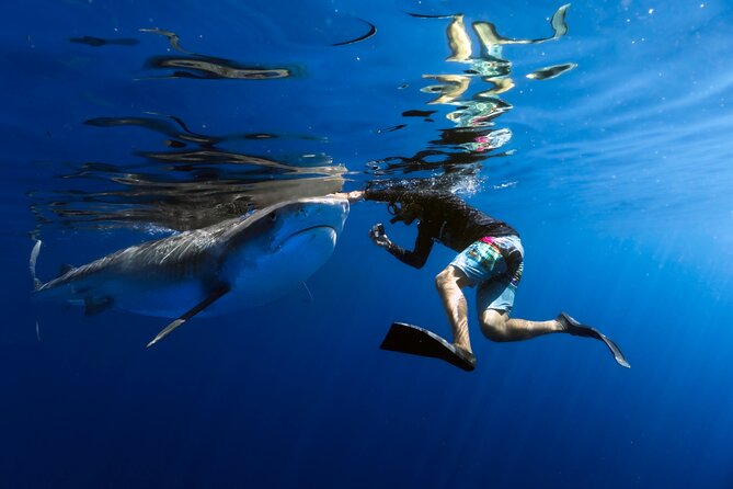Safe and Educational Shark Dive from Haleiwa: Sharks Guaranteed - Key points before you book