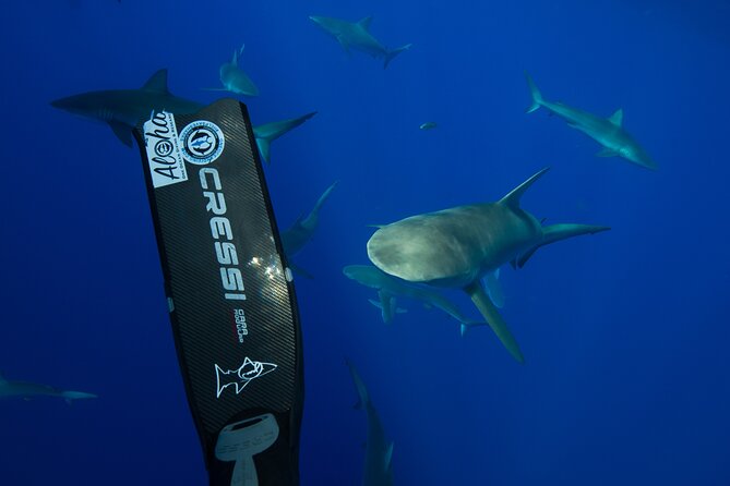 Safe and Educational Shark Dive from Haleiwa: Sharks Guaranteed - Entering the water with sharks