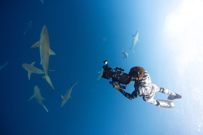 Safe and Educational Shark Dive from Haleiwa: Sharks Guaranteed - What else you might see offshore