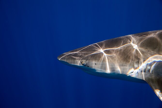 Safe and Educational Shark Dive from Haleiwa: Sharks Guaranteed - Safety without the cage