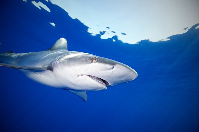 Safe and Educational Shark Dive from Haleiwa: Sharks Guaranteed - How much value do you get for $165.71?