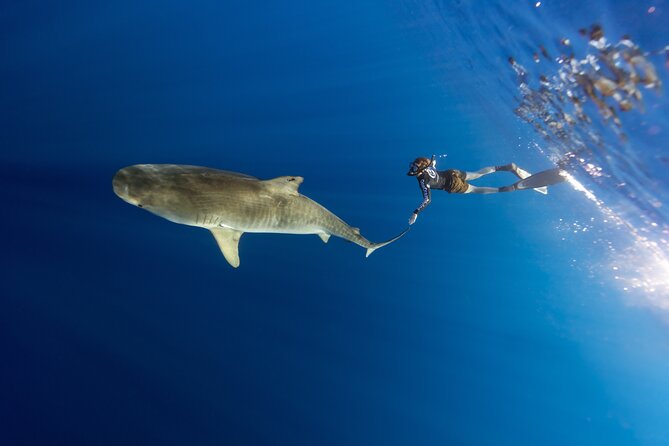 Safe and Educational Shark Dive from Haleiwa: Sharks Guaranteed - Who should book this experience?
