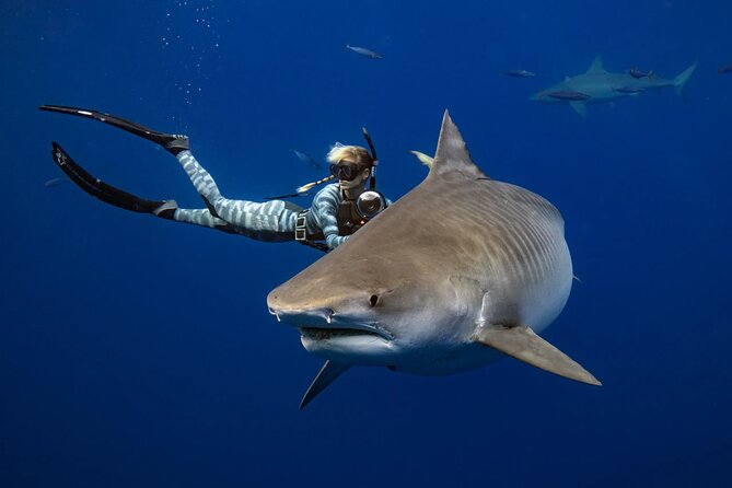 Safe and Educational Shark Dive from Haleiwa: Sharks Guaranteed - The boat ride is your shark lesson