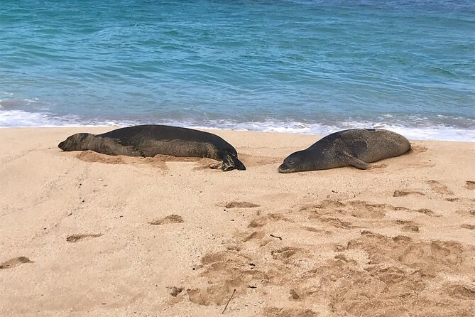 Sea / Eat & See The North Shore - Beach time, snorkeling gear, and sea turtles
