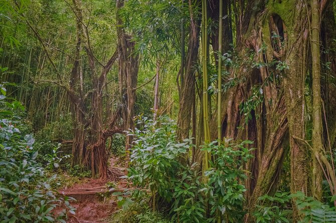 Self Guided Hike Trail to Nature Walk & Waterfall - Tantalus Lookout and the view toward Waikiki