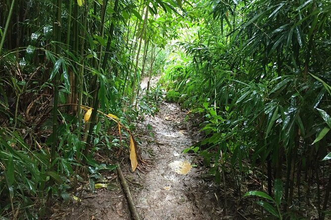 Self guided Hike Trail to Nature Walk & Waterfall - Pickup is useful, but Waikiki logistics need attention