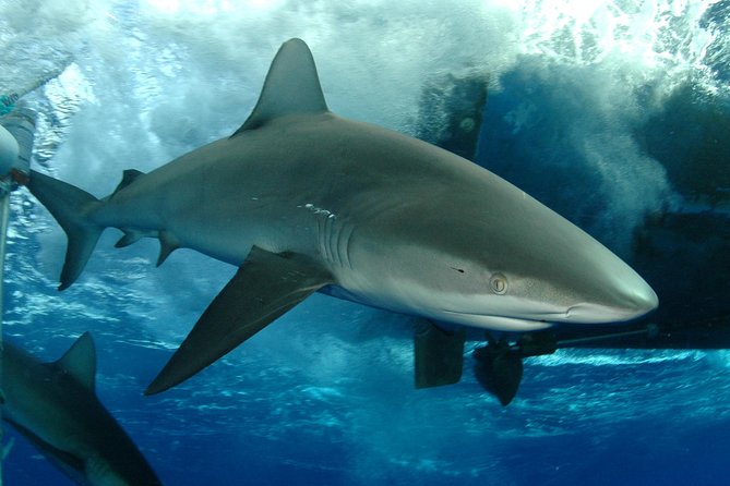 Shark Cage Diving on Oahu’s North Shore - Key points before you book