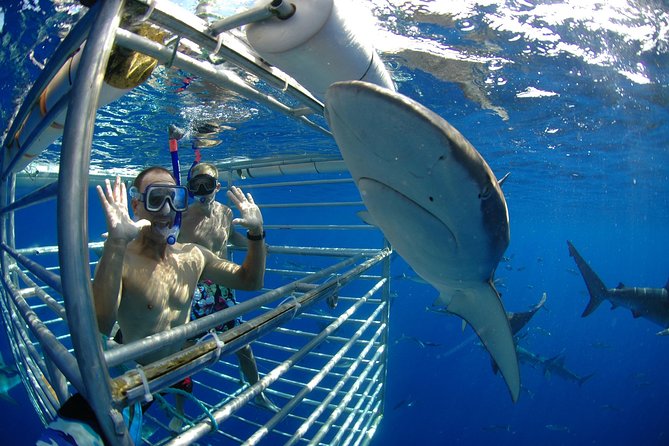 Shark Cage Diving on Oahu’s North Shore - Haleiwa Harbor is the right starting point