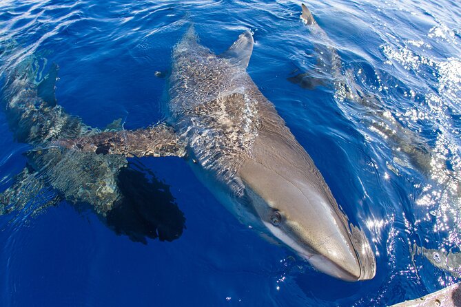 Shark Cage Diving on Oahu’s North Shore - Seeing Galapagos and Sandbar sharks