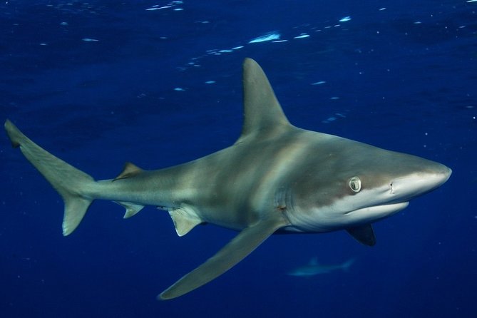 Shark Cage Diving on Oahu’s North Shore - Safety, fear, and the cage itself
