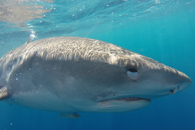 Shark Cage Diving on Oahu’s North Shore - Entering the floating cage