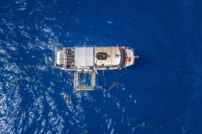 Shark Cage Diving On "The World Famous North Shore of Oahu", Hawaii - Meeting the Sharks from Inside the Cage