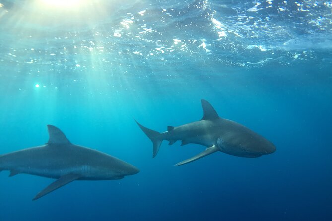 Shark-Dive Tour on Oahu's North Shore - Key points to know before booking