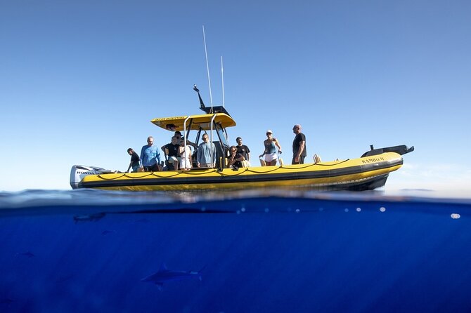Shark-Dive Tour on Oahu's North Shore - The real value of the $135 price